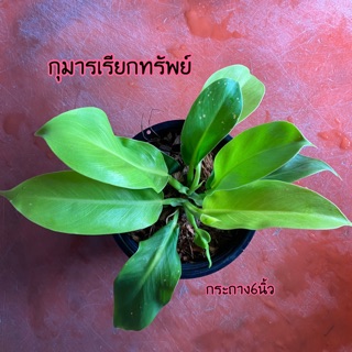 ไม้มงคล กุมารเรียกทรัพย์