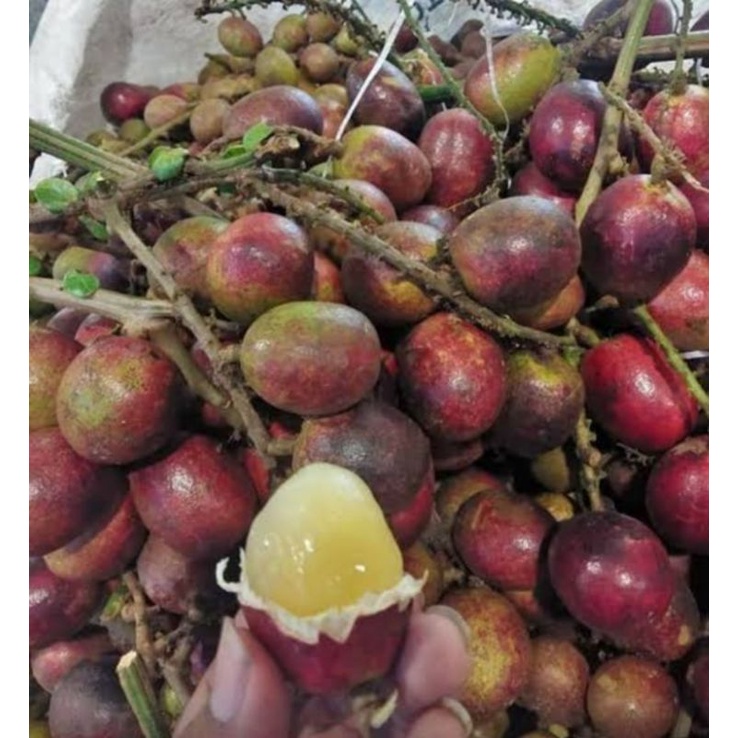 ต้นลำไยคริสตัลแดงจัมโบ้ 50-60ซม. - รูปที่ 5