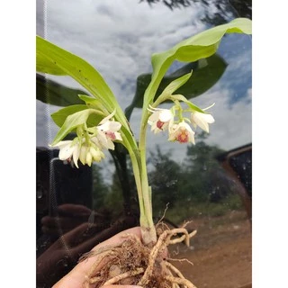 ว่านจูงนาง ว่านเสน่ห์มหานิยม🌱หัวละ5฿5฿5฿🎉