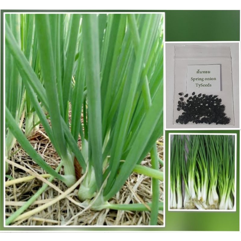 เมล็ดพันธุ์ ต้นหอมแบ่ง 100 เมล็ด [ 10แถม2 ]คละได้