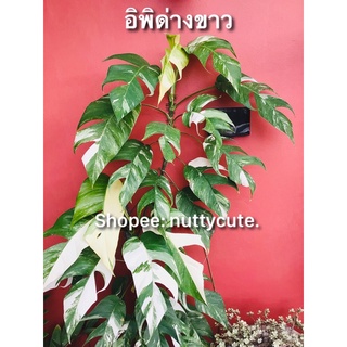 Epipremnum อิพิด่างขาว…พันธุ์ใบใหญ่