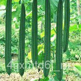 (ผู้ค้าส่งเมล็ดพันธุ์) เมล็ดพันธุ์บวบเหลี่ยมถูกที่สุด 9 บ.5 เมล็ดงอกง่ายโตไว☘️ผลดกทานอร่อยผลโตปลูกผักสวนต้นฟอกอากาศเมล็ด