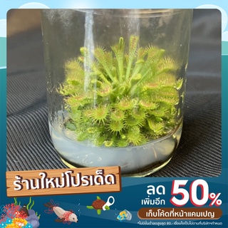 ต้นหยาดน้ำค้าง:Sundew