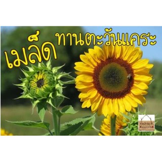 เมล็ดทานตะวันแคระ(แท้)Big Smile Sunflower Seed 5 เมล็ด