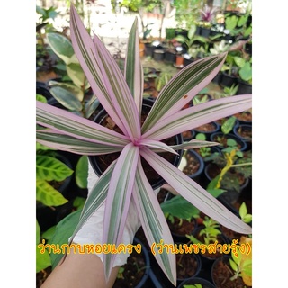 ว่านกาบหอยแครง (ว่านเพชรสายรุ้ง)Roheo Spathacea ไม้ประดับ ใบสวย ปลูกในกระถาง4 นิ้ว มีรากทุกต้น