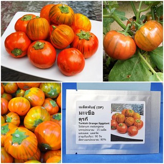 เมล็ดพันธุ์ มะเขือตุรกี (Turkish Orange Eggplant Seed) บรรจุ 15 เมล็ด คุณภาพดี ราคาถูก ของแท้ 100%