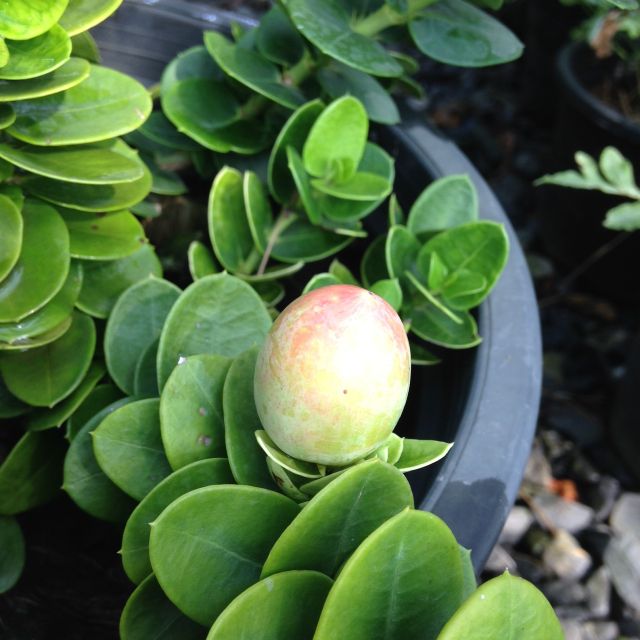 ต้นมหาเฮง ไม้มงคล ดอกหอม - รูปที่ 4