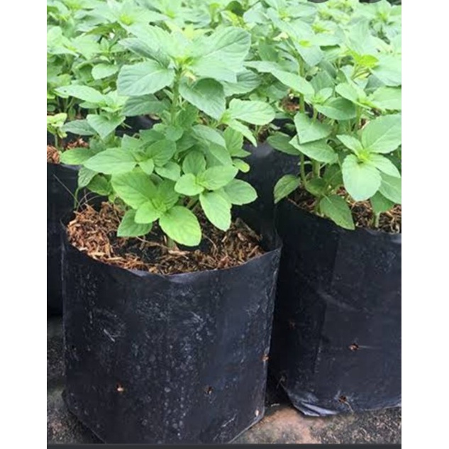 🌿ต้นเปเปอร์มินท์ กลิ่นหอม เย็นชื่นใจ🌿 (สั่งซื้อครบ5ต้นคละผักแถมให้1ต้น)