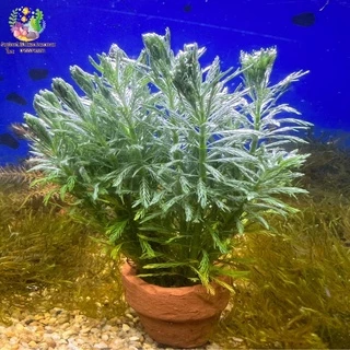 สาหร่ายฉัตร พร้อมกระถาง (myriophyllum verticillatum)🌱💦