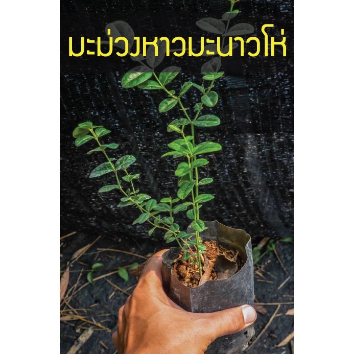 มะม่วงหาวมะนาวโห่ ต้นพันธุ์พร้อมปลูก พันธุ์ทนแล้ง และลูกดก ปลูกได้ทั่วไทย
