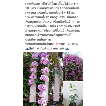 ต้นกระเทียมเถา ไม้เลื้อยดอกหอม ราคา ถูกที่สุด ดีลบีเคเค แกลเลอรีภาพที่ 6