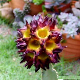 (siflm)Caralluma speciosa/คารัลลุมา สเปชิโอซ่า 15-20cm Asclepiadaceae Succulents(ไลทอป Lithops แคคตัส cactus)