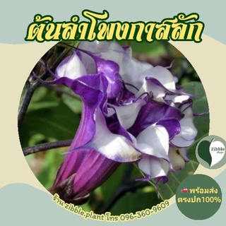 🇹🇭พร้อมส่ง ต้นลำโพงกาสลัก [ Datura Metel ] ไม้ดอกไม้ประดับ ต้นแตรนางฟ้า ดอกลำโพงสีม่วง