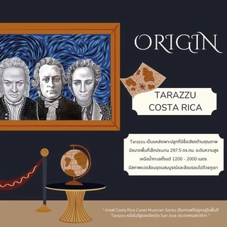 เมล็ดกาแฟดริป Costa Rica Canet Mozart | กระทรวงการคั่ว | Costa Rica Rose Strawberry Grape