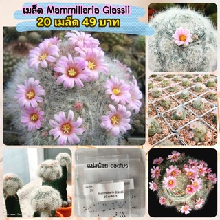 💥20 เมล็ด 49 บาท💥เมล็ดกลาสซิไอ Mammillaria glassii (รอบเก็บ 19/2/2023) เมล็ดแคคตัส เมล็ดกระบองเพรช