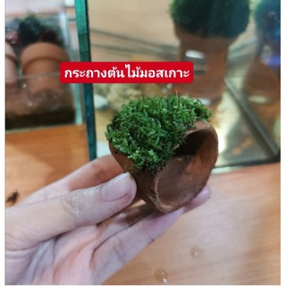 กระถางมีมอสเกาะ🎋ซื้อ4แถม1