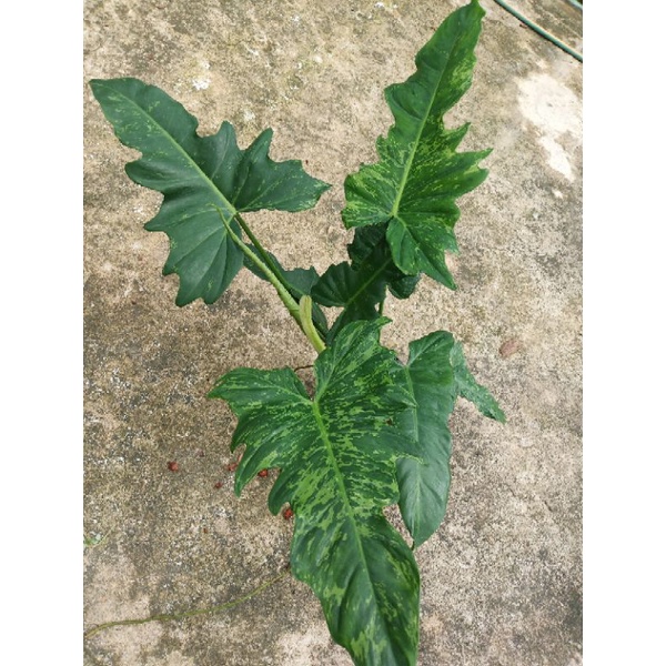 ฟิโลเดนดรอนลายเมฆ Philodendron minarum ไซส์ใหญ่ กระถาง 6-9นิ้ว