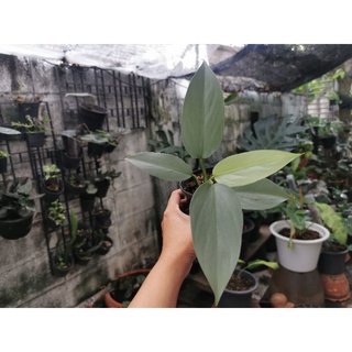 Philodendron silver sword ฟิโเดนดรอน​ดาบเงิน