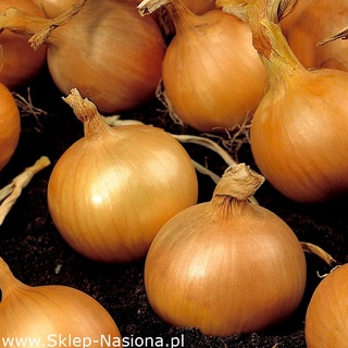 100 เมล็ด เมล็ดหอมหัวใหญ่ สายพันธุ์ หอมใหญ่ Bila  Onion seeds