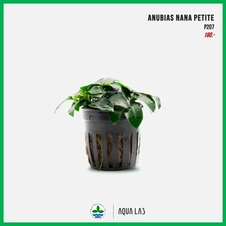 [APC] Anubias nana petite อนูเบียสแคระ [ไม้น้ำ - Aquatic Plants] P207/PS207/L180
