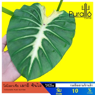 บอน โคโลคาเซีย เมาอิซันไรท์ Colocasia Muai Sunrise #ไม้ด่าง #Variegated #colocasia #เมาอิซันไรท์