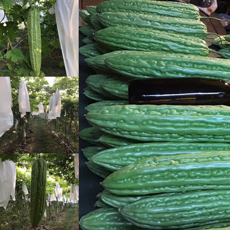 ถุงห่อมะระ 6*21  1,00 กรัม มีประมาณ 180 ใบ สีขาวขุ่น กันแดด นำกลับมาใช้ใหม่ได้หลายครั้ง มีรู 3 จุด - รูปที่ 2