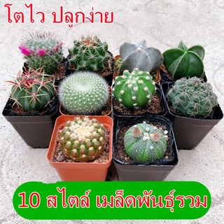 Cactus Seeds 50 pcs/bag เมล็ดแคคตัส กระบองเพชร เมล็ดพันธุ์ ต้นกระบองเพชร บอลสี ต้นบอนสีแปลกๆ บอนสีแปลกๆ หัวบอนสี