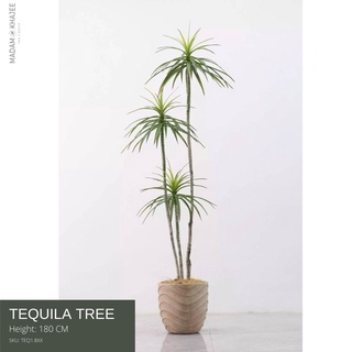 Tequila Tree- Height180-230 cm.ต้นเตกีล่า ความสูง 180-230 ซม.ต้นไม้ปลอมเกรดพรีเมี่ยมเพื่อการตกแต่ง