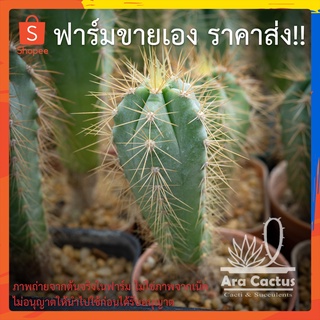 สวนขายเอง! ไม้ลำบลูขนทอง Pilosocereus azureus ไซส์กระถาง 2 นิ้ว แคคตัส กระบองเพชร ต้นไม้ประดับ อวบน้ำ แคนตัส