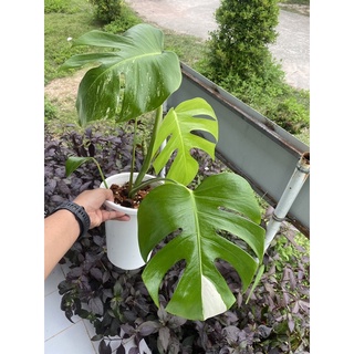 Monstera albo มอนสเตร่าอัลโบ้ด่าง