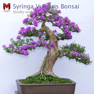 เมล็ดพันธุ์ไลแลคแคระ (บอนไซ) Syringa Vulgaris Bonsai ดอกสีม่วง มีกลิ่นหอม (30เมล็ด)