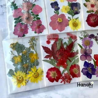 [พร้อมส่ง]Setดอกไม้จริงทับแห้ง Pressed Flowers💐