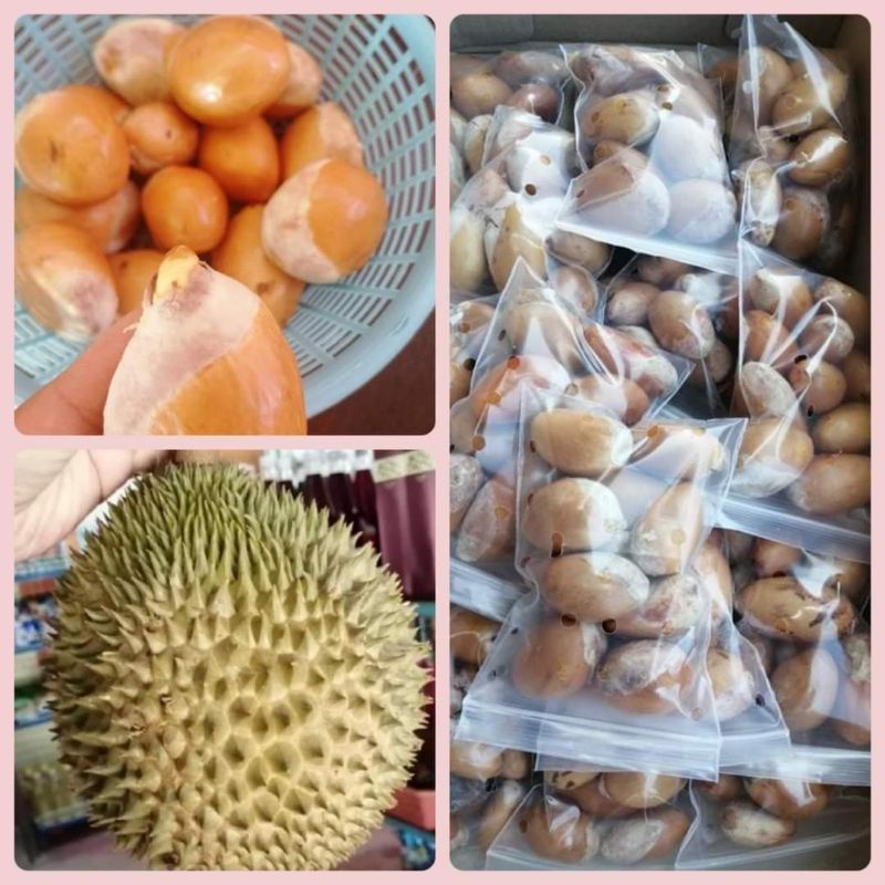 พร้อมส่ง‼️เมล็ดทุเรียนพื้นเมืองลับแล
