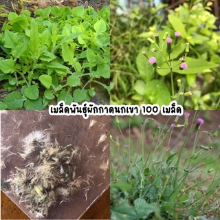 เมล็ดพันธุ์ผักกาดนกเขา สมุนไพรพื้นบ้าน 100 เมล็ด