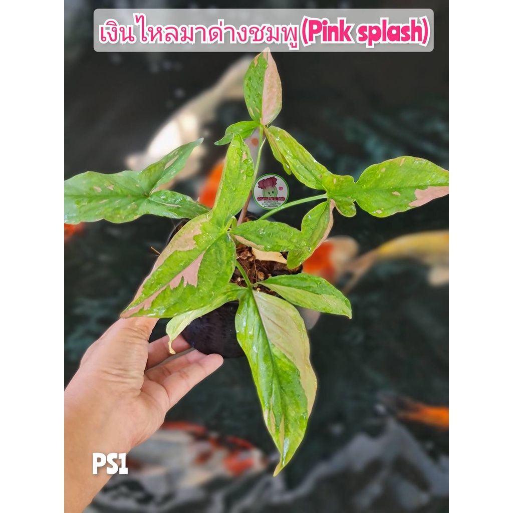 เงินไหลมาด่างชมพู พิ้งค์สเปลช ping splash Syngonium ซิงโกเนียม ไม้มงคล ไม้ฟอกอากาศ ไม้ดูดสารพิษ