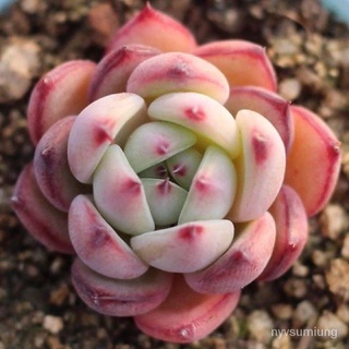 เมล็ด ขายดี/Echeveria Australian Wild Colorado/เมล็ด เมล็ดพันธุ์ ต้น