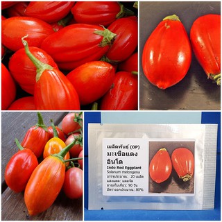 เมล็ดพันธุ์ มะเขือแดง อินโด (Indo Red Eggplant Seed) บรรจุ 20 เมล็ด คุณภาพดี ราคาถูก ของแท้ 100%