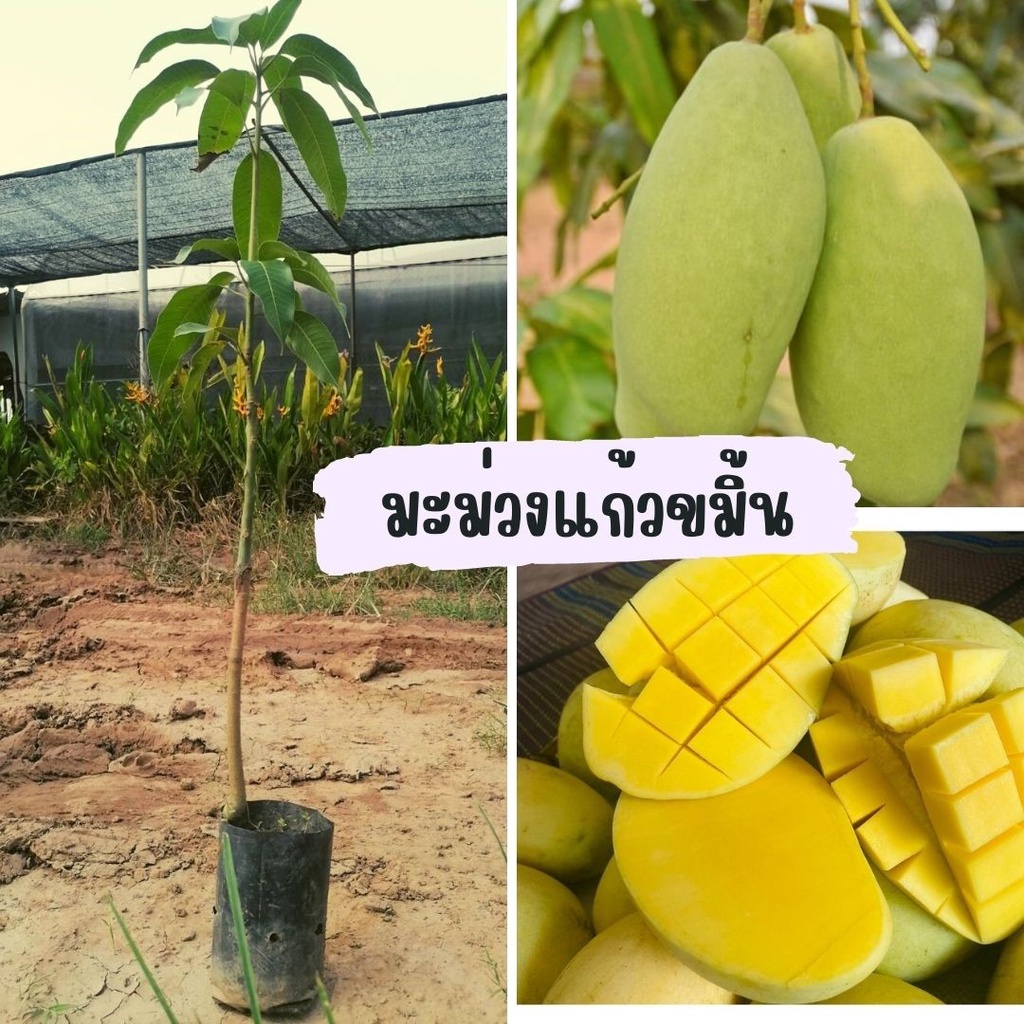 (2 ต้น) มะม่วงแก้วขมิ้น เสียบยอด ผลใหญ่ สีเหลืองน่ารับประทาน สูง45-50 เซน