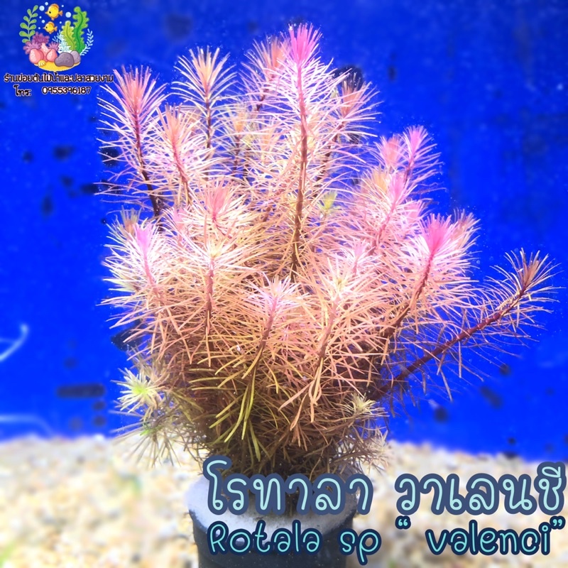 วาเลนชีสีสวยเป็นต้นไม้น้ำมีสีสวย(พอส)