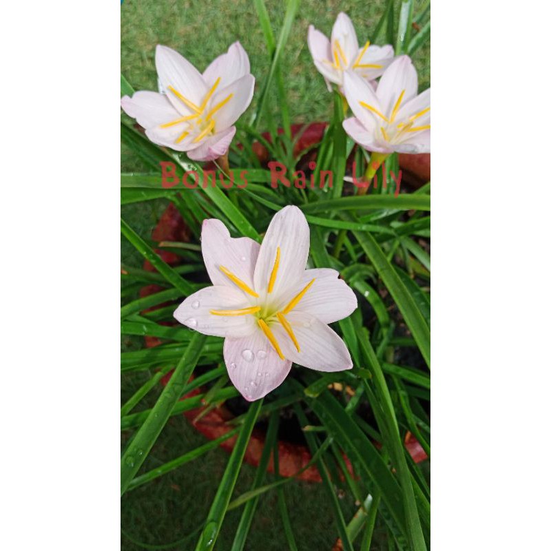 บัวดิน ชื่อ Giant White🌼 จำหน่ายหัวละ 5.- บาท จร้า