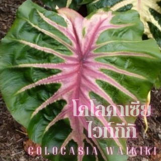 ☘️โคโลาเซียไวท์กีกิ☘️Colocasia Waikiki