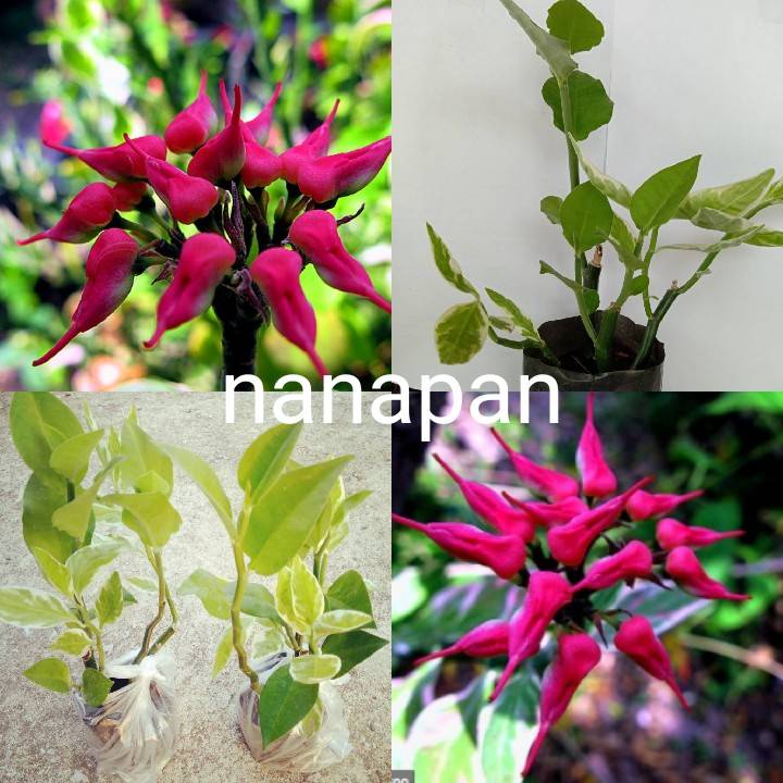 นกน้อยนำโชค 1 ถุงดำ ไม้ดอก ไม้ประดับ ไม้มงคล ไม้นำโชค (สินค้าพร้อมส่ง)