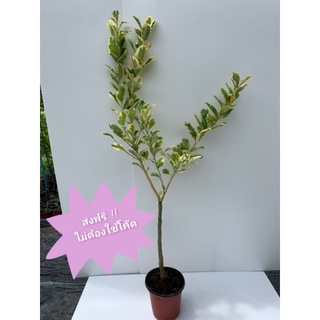 Variegata Eureka Lemon  เลม่อนยูเรก้าด่าง