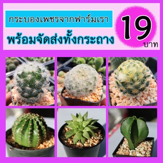 🌵🌵กระบองเพชร 19 บาท !!! ต้นใหญ่ๆ สั่ง 10 แถม 1 ต้น ((สินค้าพร้อมส่ง)) ในกระถาง 2" กระบองเพชร แคคตัส cactus แคนตัส