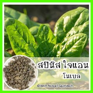 พร้อมส่ง ❗ รหัส 099 เมล็ดพันธุ์ OP แท้   สปินิส ใจแอน โนเบล - Giant Nobel Spinach เมล็ดผัก ผักโขม เมล็ดพันธุ์ผัก ปลูกผัก