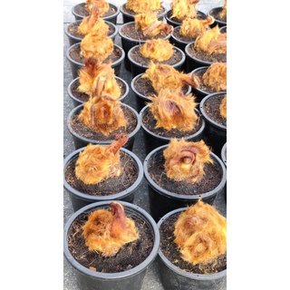 ว่านลูกไก่ทอง ว่านมงคล ว่านนำโชคด้านค้าขาย ด้านโชคลาภ รีบมีไว้ครอบครอง ไม้หายาก