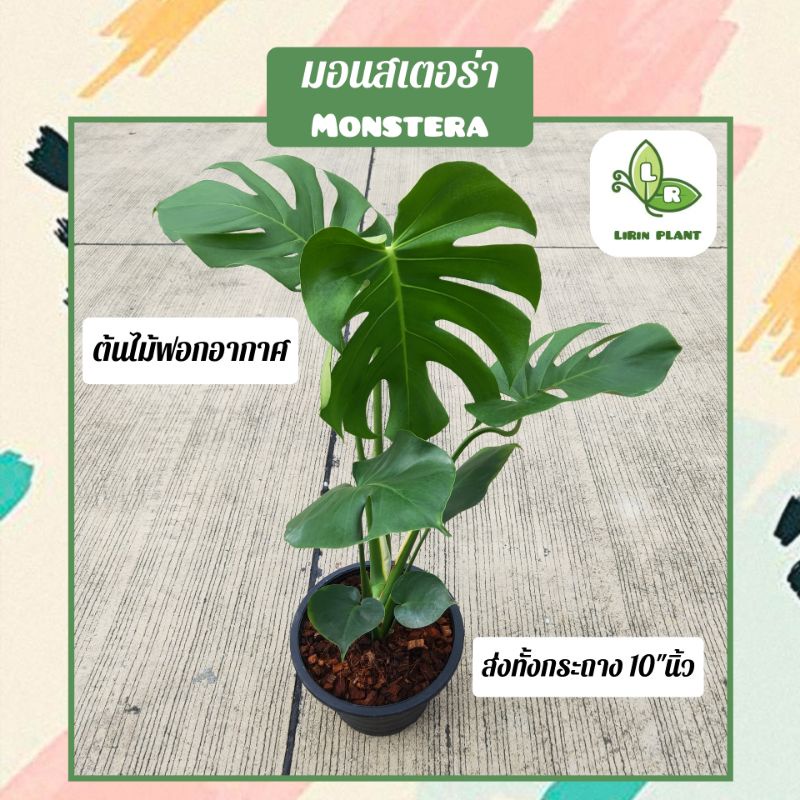 🪴ต้นมอนสเตอร่า "Monstera" ต้นกลาง,ต้นใหญ่ ต้นไม้ฟอกอากาศ (จัดส่งพร้อมกระถาง)