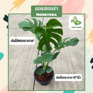 ต้นมอนสเตอร่า "Monstera" ต้นใหญ่ ส่งทั้งกระถาง (ต้นไม้ฟอกอากาศ)