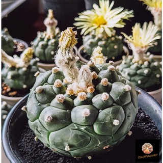 เมล็ดแคคตัส แอสโตรไฟตั้ม กิ๊กโกะ  (Astrophytum  Kikko Mix)
