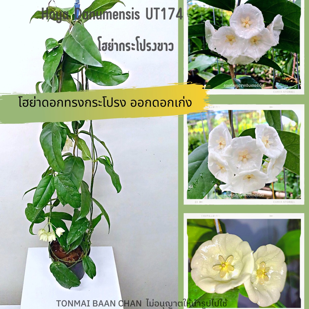โฮย่ากระโปรงขาว Hoya Danumensis UT174   ดอกฟอร์มใหญ่ ต้นไม้แขวนประดับ ส่งต้นติดดอก